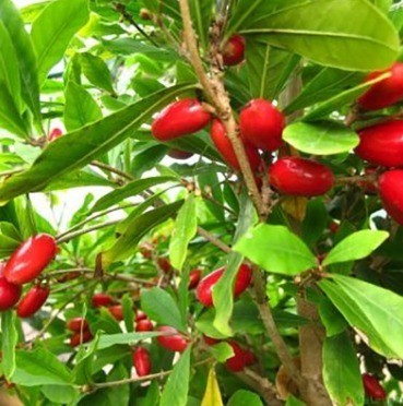 fruta-milagrosa-synsepalum-dulcificum-paquete-de-20-uds-D_NQ_NP_730334-MCO27426001953_052018-F