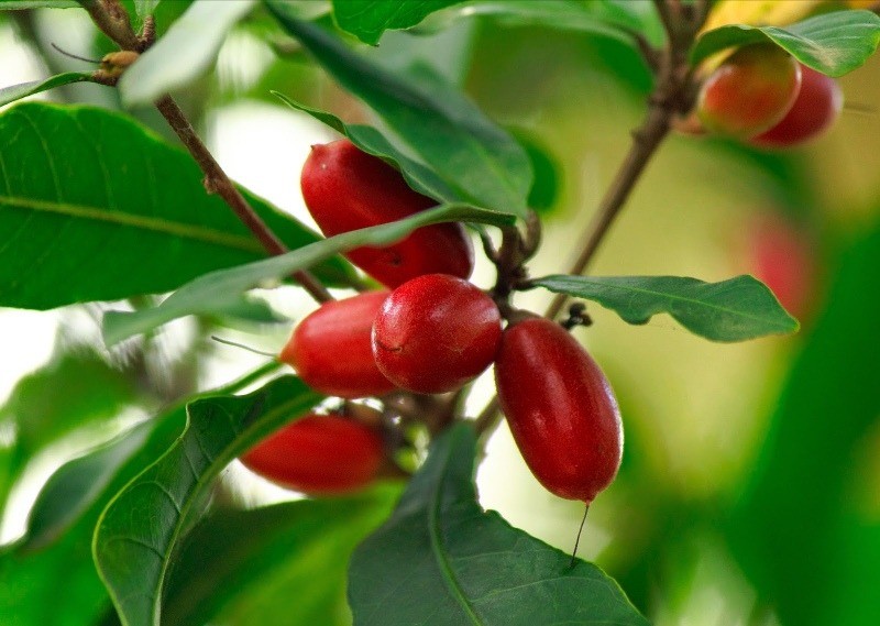 fruta milagrosa synsepallum dulcificum