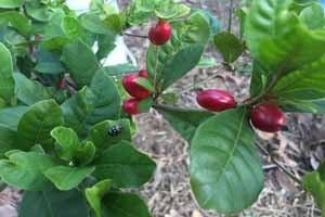 FRUTA MILAGROSA COLOMBIA