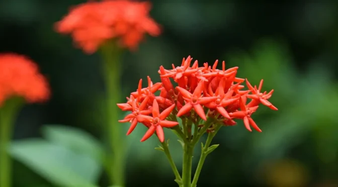 Synsepalum dulcificum clima ideal