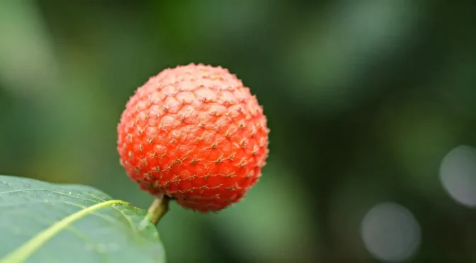 Enfermedades Synsepalum dulcificum