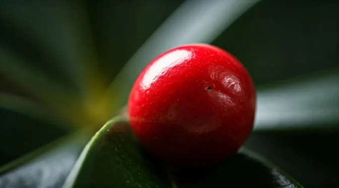 Fruta milagrosa diabéticos