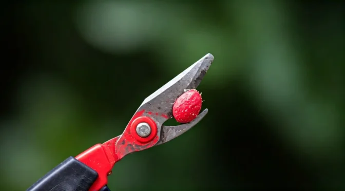 Poda Synsepalum dulcificum