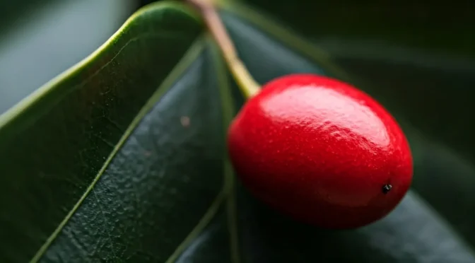 Fruta milagrosa en la gastronomía colombiana