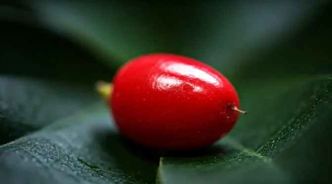 Fruta milagrosa para adictos al dulce colombia