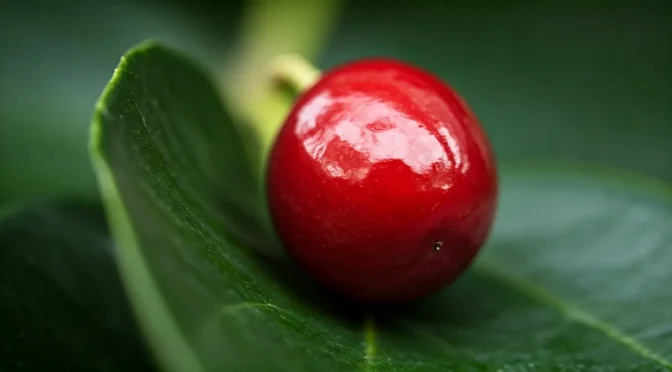 Fruta milagrosa para prevenir el cáncer
