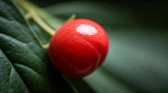 Importación fruta milagrosa colombia