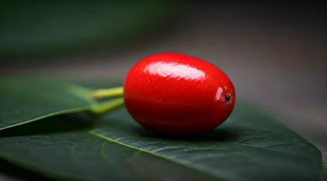 Venta fruta milagrosa a nivel nacional