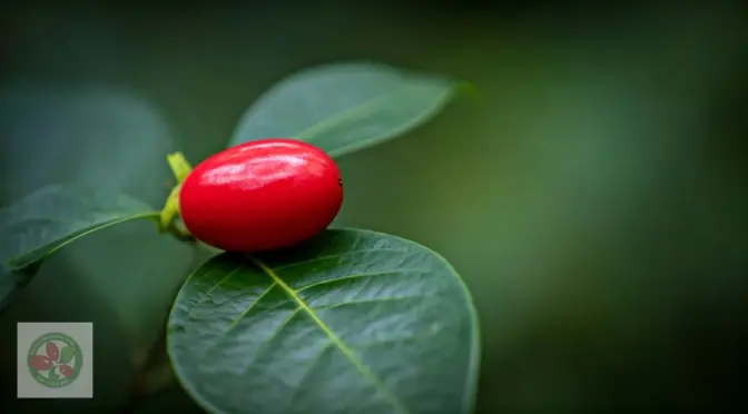 Beneficios de la fruta milagrosa monk fruit