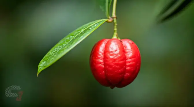 Precio fruta milagrosa fruta milagrosa