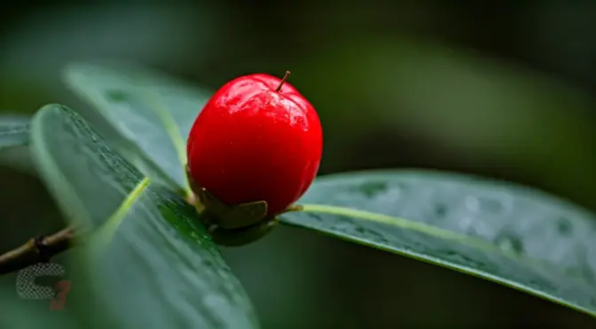Precio fruta milagrosa monk fruit
