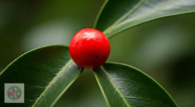 Reducir azucar naturalmente productos organicos