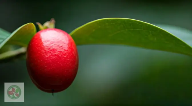 Stevia vs fruta milagrosa nutricion funcional