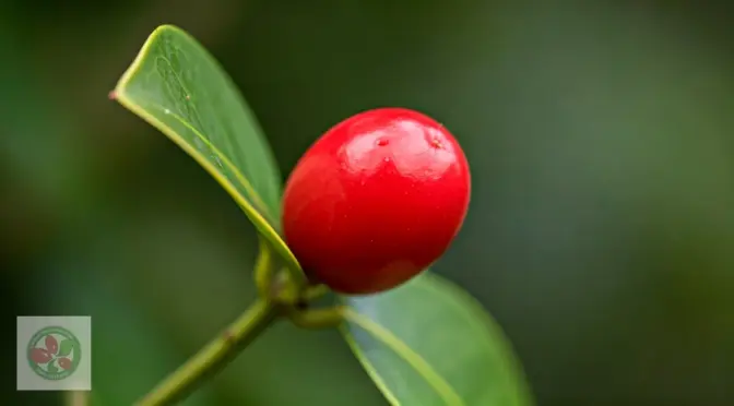 Edulcorantes naturales Barranquilla miracle berry