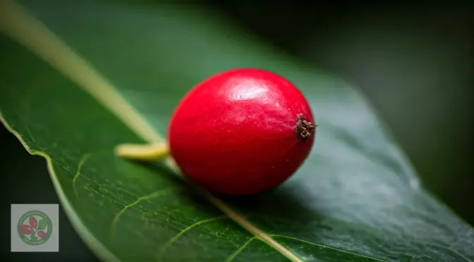 Fruta milagrosa para diabetes nutricion funcional