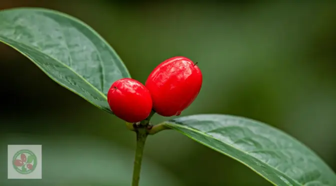 Guia completa Synsepalum Dulcificum stevia natural