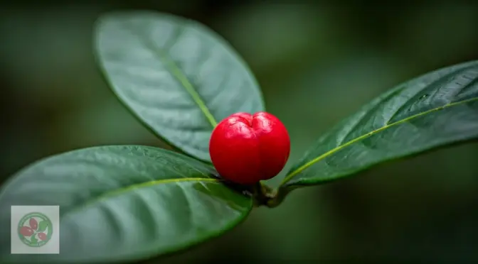 Precio fruta milagrosa nutricion funcional