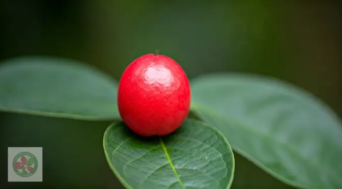 Recetas fitness monk fruit
