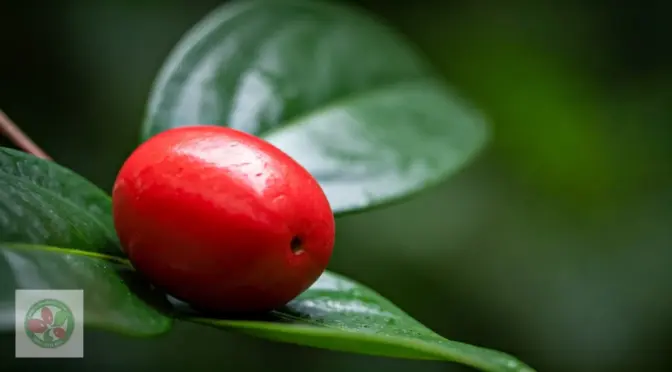 Stevia vs fruta milagrosa superfoods