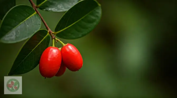 Alternativas naturales al azucar nutricion funcional