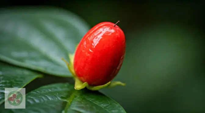 Cafe sin azucar edulcorante natural
