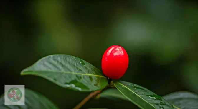 Edulcorantes naturales Barranquilla miracle berry