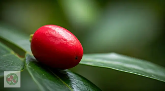Endulzantes keto fruta milagrosa