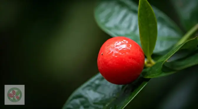 Endulzantes keto synsepalum dulcificum