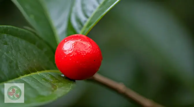 Fruta milagrosa para diabetes monk fruit