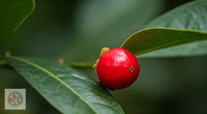 Mercado naturista colombiano superfoods