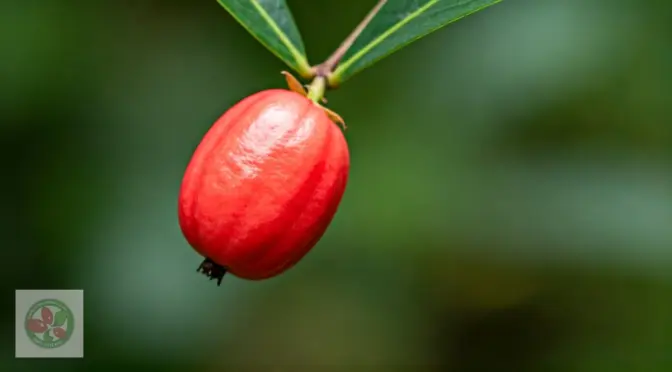 Precio fruta milagrosa miracle berry