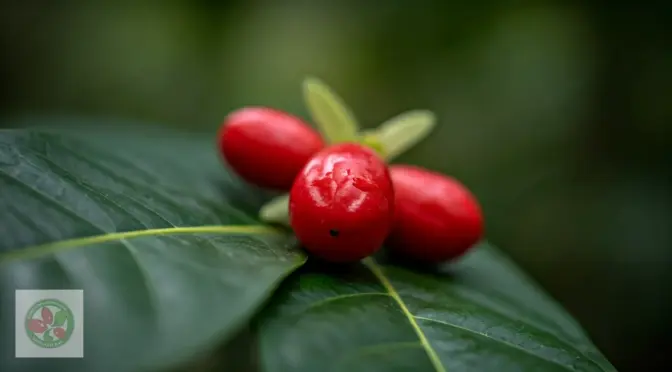 Recetas con fruta milagrosa nutricion funcional