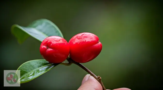 Superfoods mas vendidos stevia natural