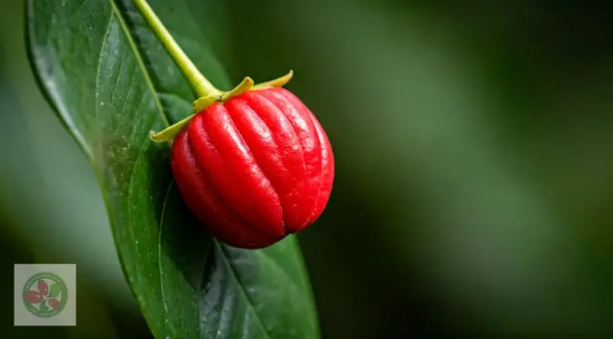 Superfoods mas vendidos superfoods