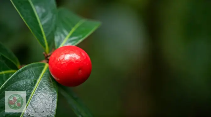 Todo sobre edulcorantes naturales stevia natural