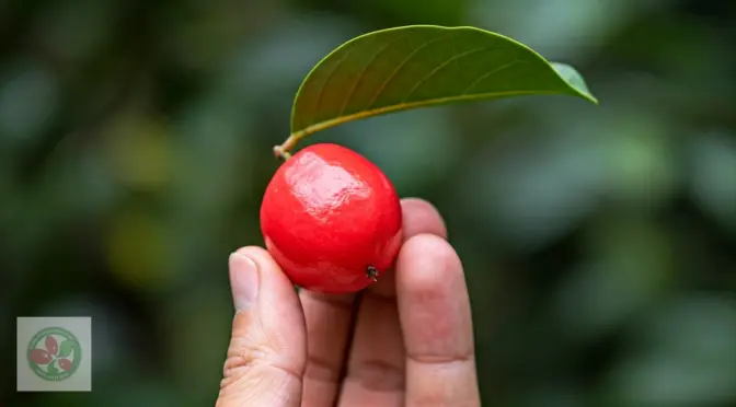 Cultivo de Synsepalum Dulcificum en Colombia monk fruit