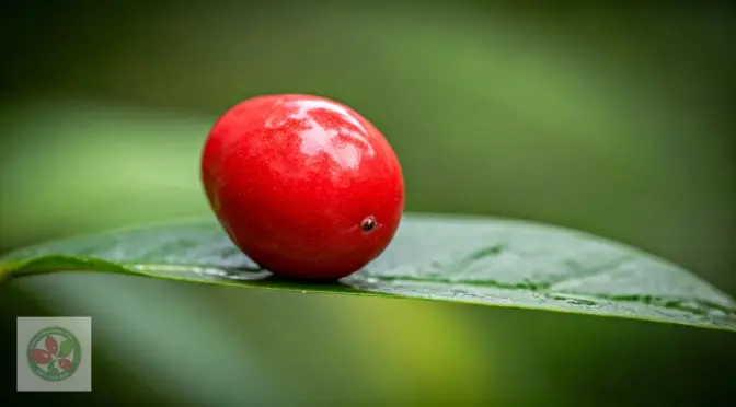 Monk fruit vs Synsepalum Dulcificum superfoods